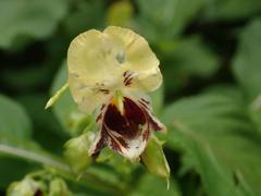 Impatiens edgeworthii