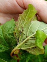 Myzus cerasi