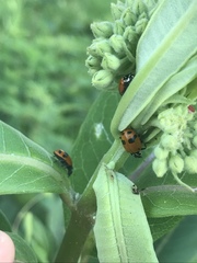 Hippodamia glacialis