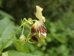 Impatiens edgeworthii