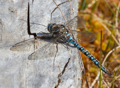 Aeshna caerulea