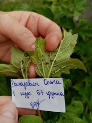 Myzus cerasi