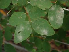 Erysiphe symphoricarpi