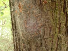 Thaumetopoea processionea