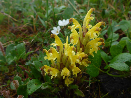 Oeder's Lousewort
