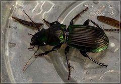 Megadromus antarcticus