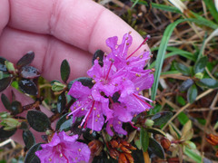 Rhododendron lapponicum