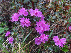 Rhododendron lapponicum