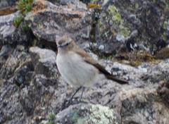 Muscisaxicola alpinus