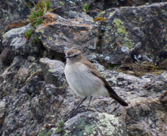 Muscisaxicola alpinus