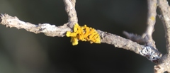 Dufourea