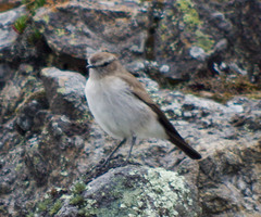 Muscisaxicola alpinus