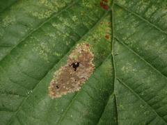 Phyllonorycter klemannella