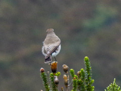 Muscisaxicola alpinus