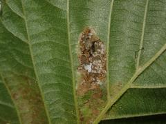 Phyllonorycter klemannella