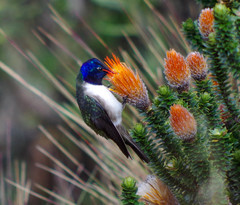Oreotrochilus chimborazo