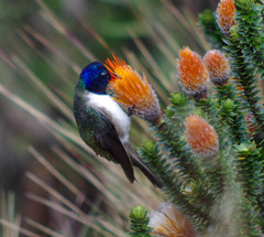 Oreotrochilus chimborazo