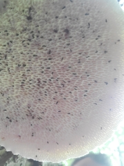 Bresadolia craterella