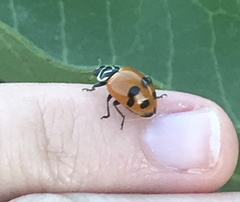 Hippodamia glacialis