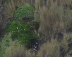 Gentianella foliosa