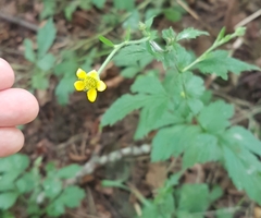 Geum urbanum
