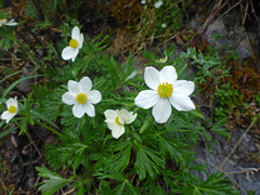Anemonastrum