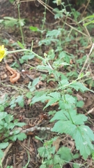 Geum urbanum