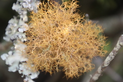 Teloschistes capensis