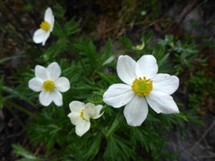 Anemonastrum