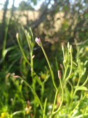 Epilobium obscurum