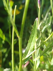 Epilobium obscurum