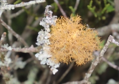 Teloschistes capensis