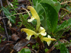 Pedicularis oederi