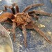 Costa Rican Blue Front Tarantula - Photo (c) jmmaes, some rights reserved (CC BY-SA), uploaded by jmmaes