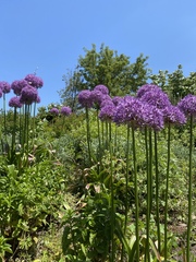Allium giganteum