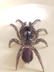 Antrodiaetus pacificus