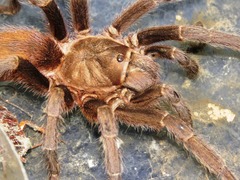 Aphonopelma crinirufum