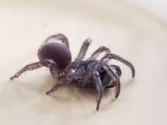 Antrodiaetus pacificus