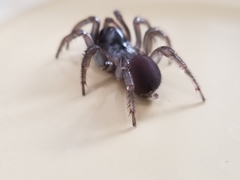 Antrodiaetus pacificus