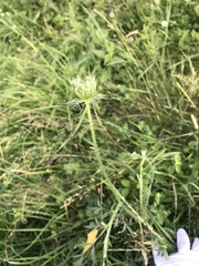 Daucus carota