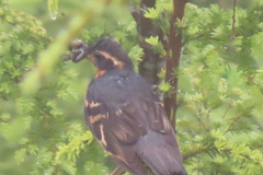 Ixoreus naevius carlottae