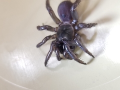 Antrodiaetus pacificus