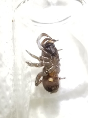 Antrodiaetus pacificus