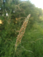 Alopecurus myosuroides