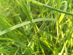 Alopecurus myosuroides