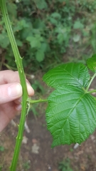 Rubus