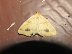 Macaria ribearia