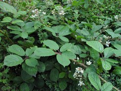 Rubus newbouldii