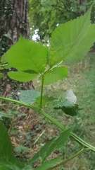 Rubus