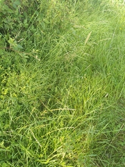 Alopecurus myosuroides